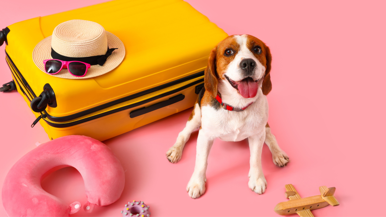 Why there's never been a better time to travel with your pets
